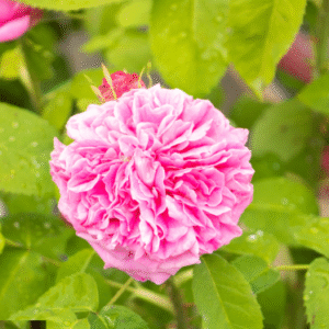 ROSE DE MAI (PROVENCE ROSE) HYDROSOL